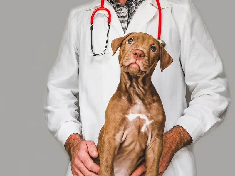 Cão fantasiado de veterinário, com jaleco e estetoscópio